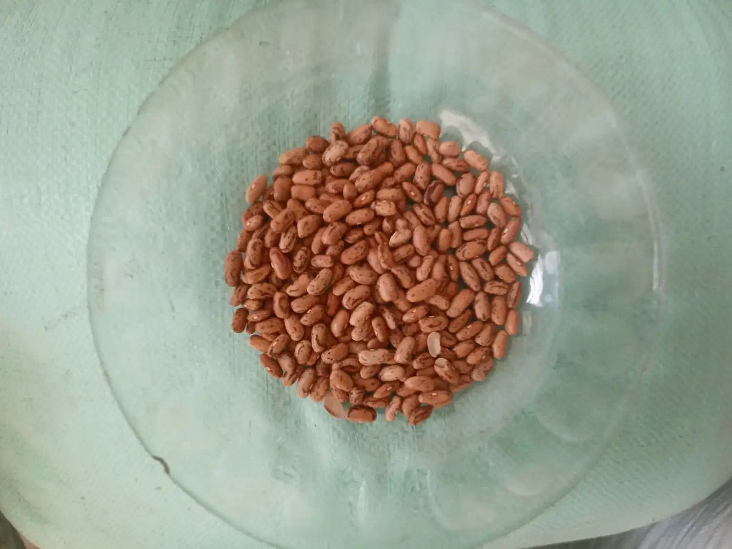 پخش عمده وخرده حبوبات با قیمتهای مناسب|عمدهفروشی|پاکدشت, خاتون آباد|دیوار