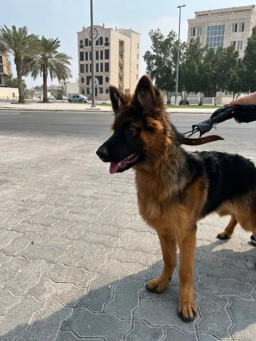 واگذاری سگ ژرمن اصیل|سگ|کیش, |دیوار