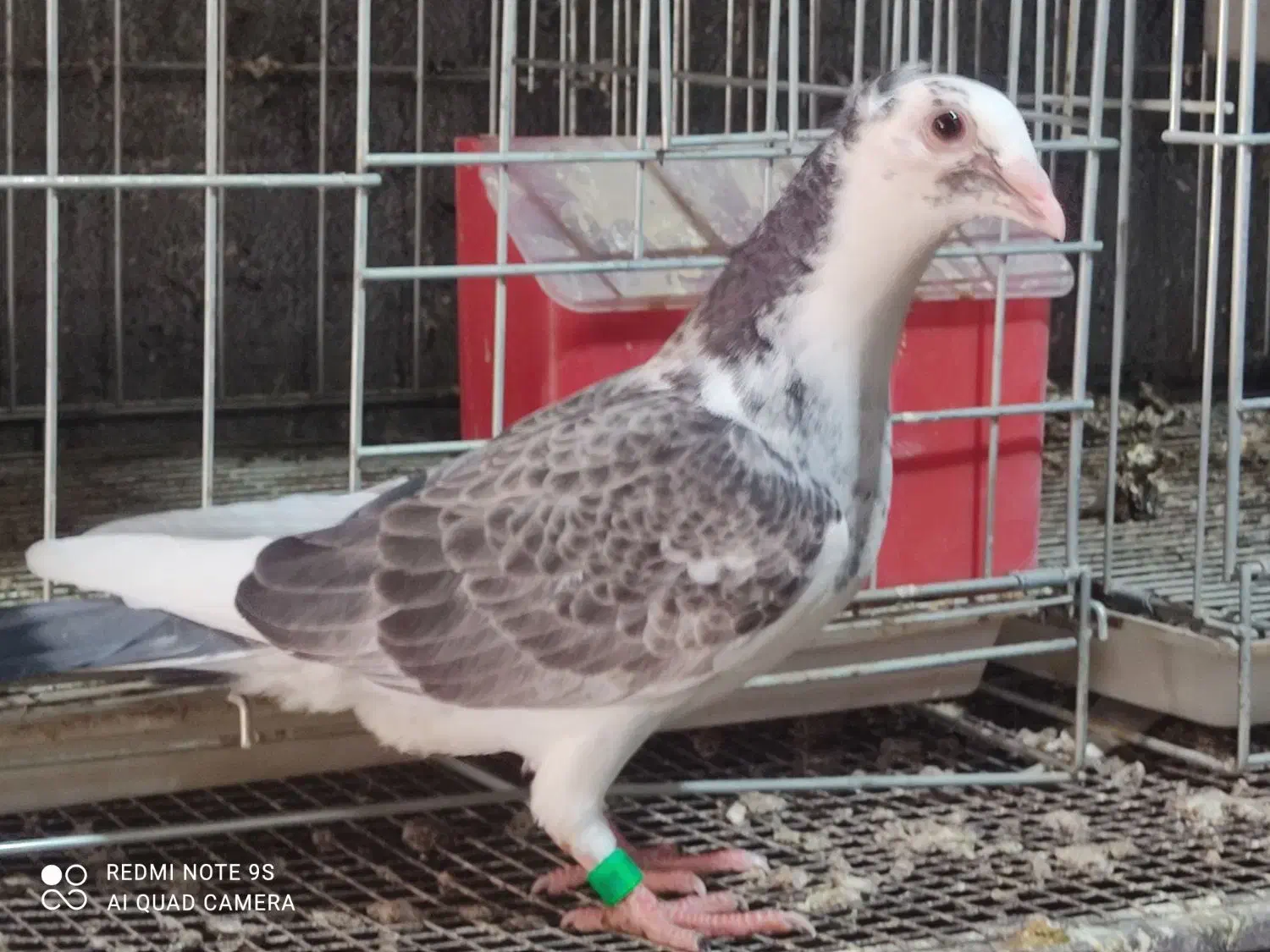 جوجه پلاکی نر|پرنده|برازجان, |دیوار