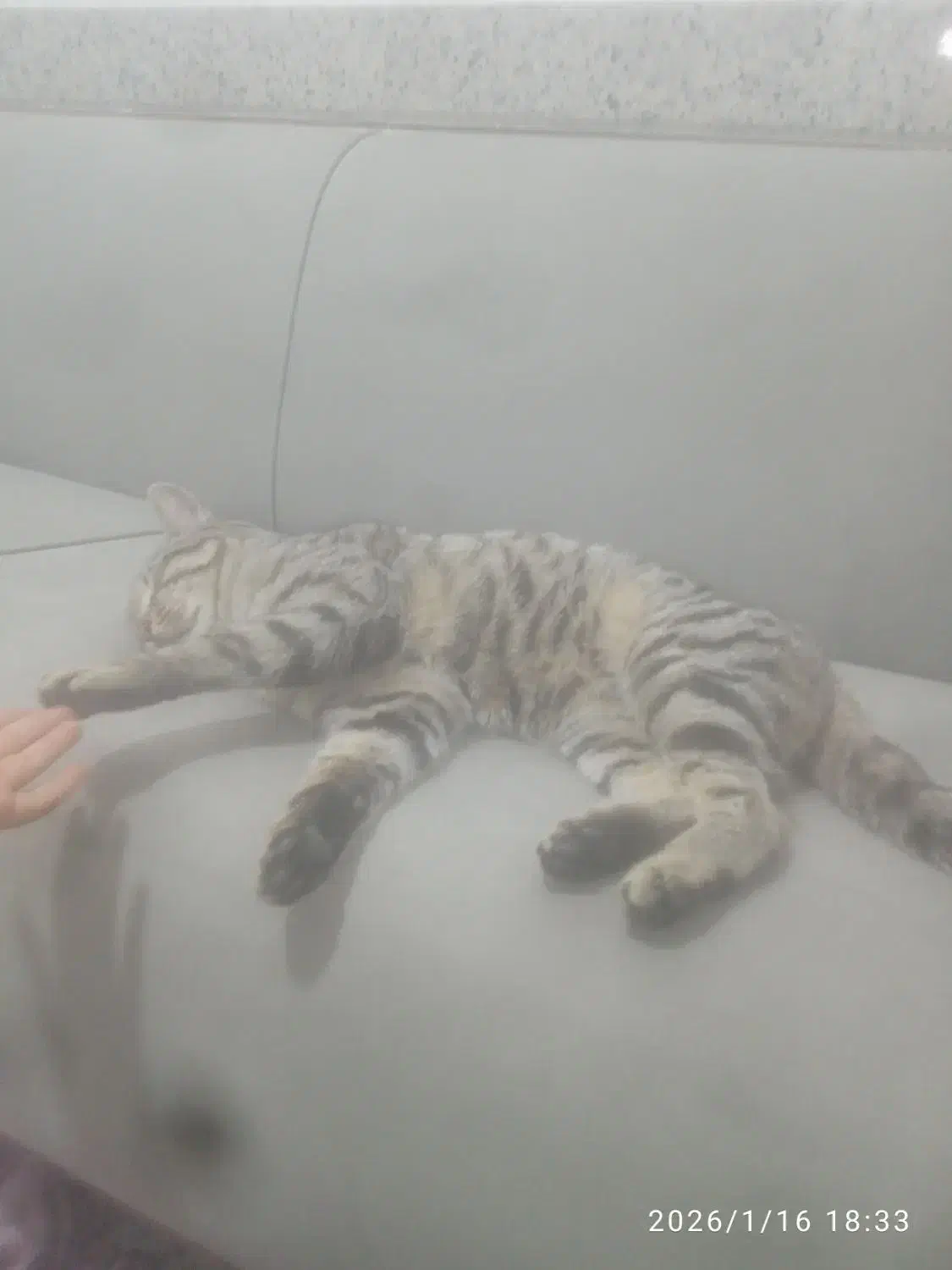 گربه اهلی کاملا خونگی|گربه|گنبد کاووس, |دیوار