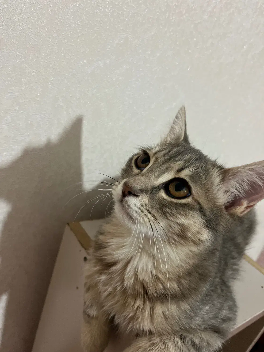 واگذاری گربه|گربه|خوی, |دیوار