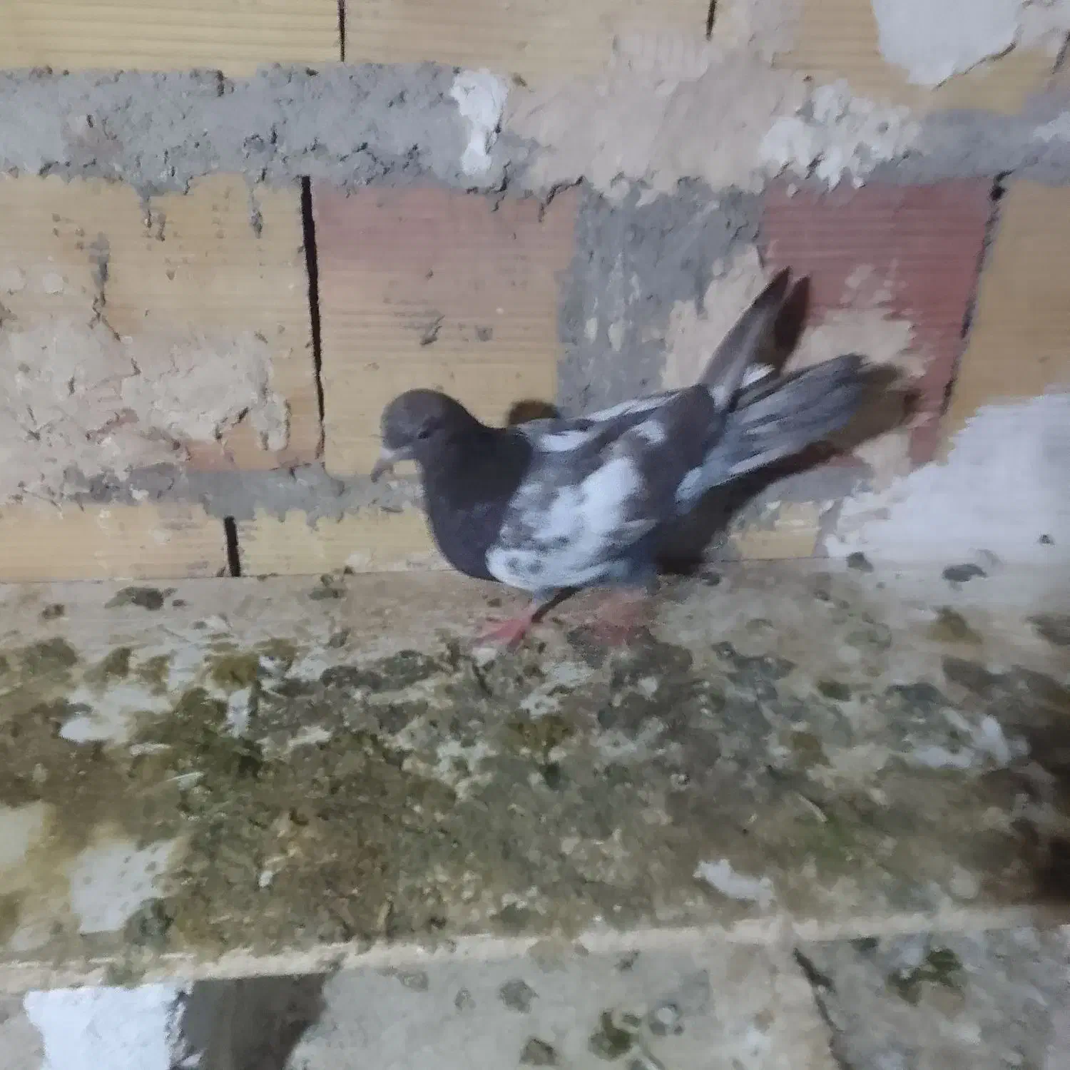 یجفت سینلی یدونه|پرنده|میانه, |دیوار