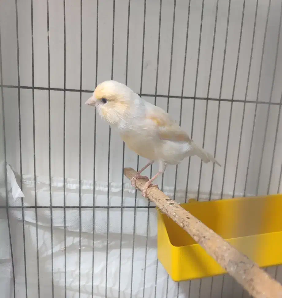 قناری ماده موزایکی درشت کشیده|پرنده|امیدیه, |دیوار