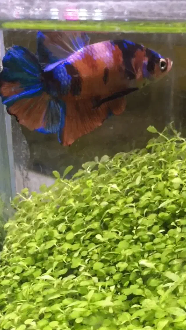 پلاکت کوی کندی جاینت|ماهی|تهران, دکتر هوشیار|دیوار