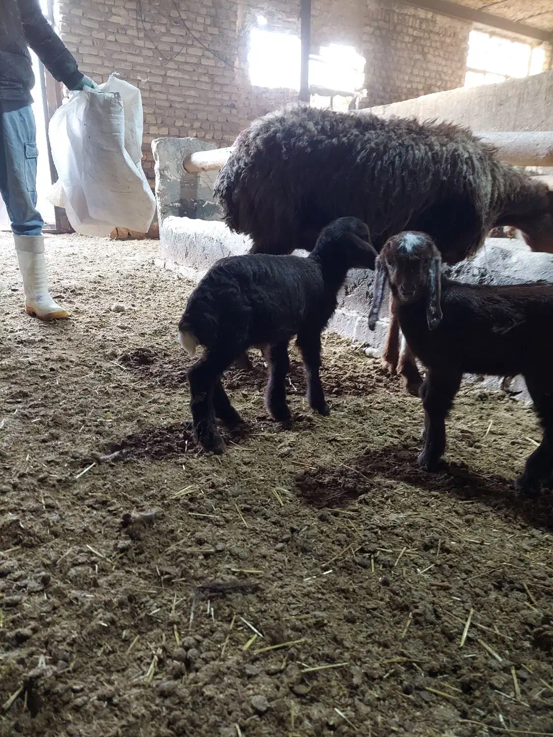 بره و بزغاله|حیوانات مزرعه|کنگاور, |دیوار