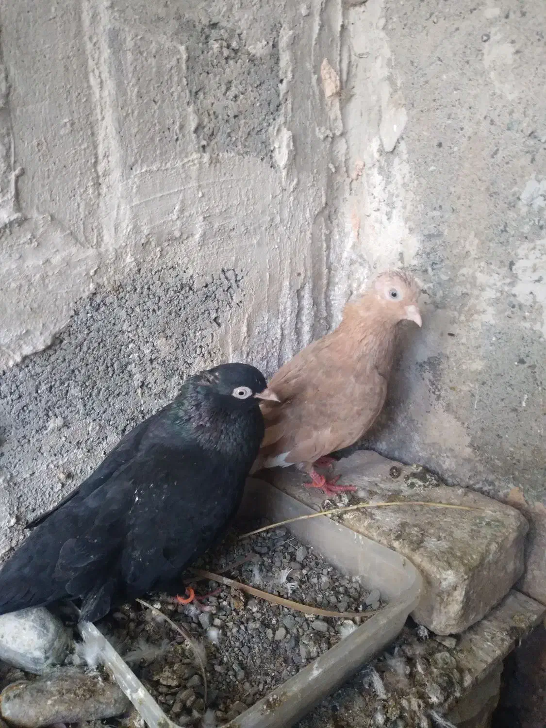 کفتر پلی|پرنده|میناب, |دیوار