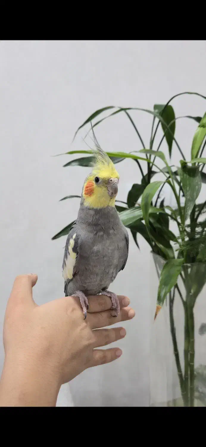 فروش پرنده|پرنده|بهبهان, |دیوار