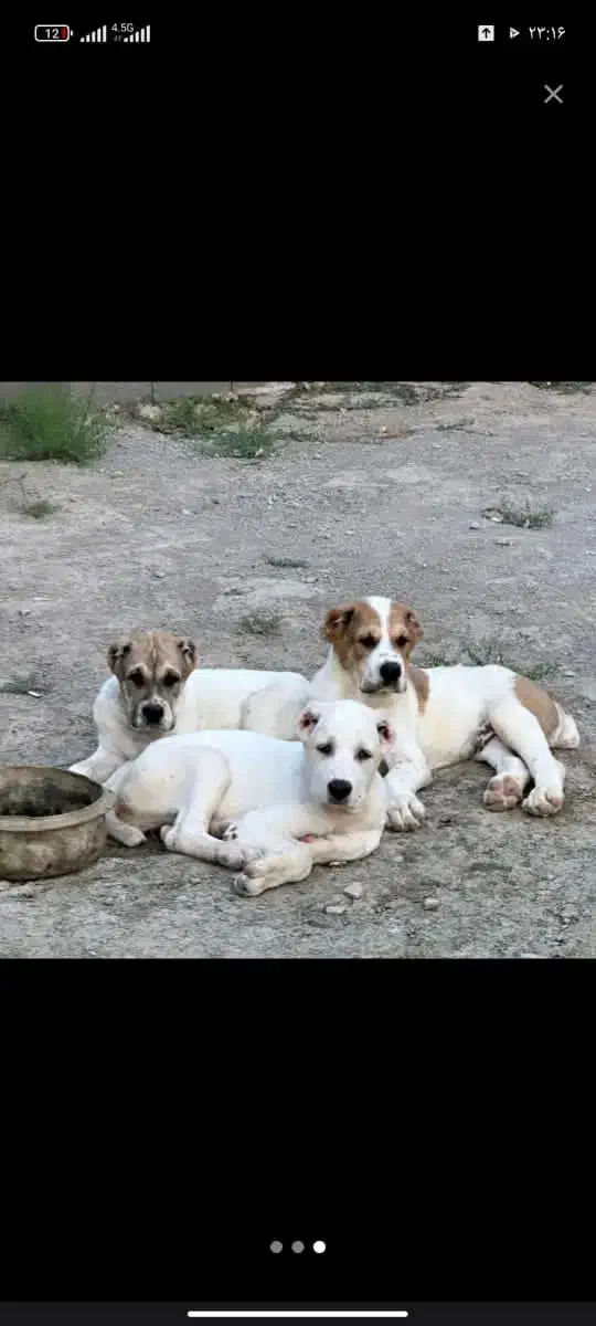 توله سگ و بالغ الابای روس نگهبان وارداتی|سگ|تهران, صادقیه|دیوار