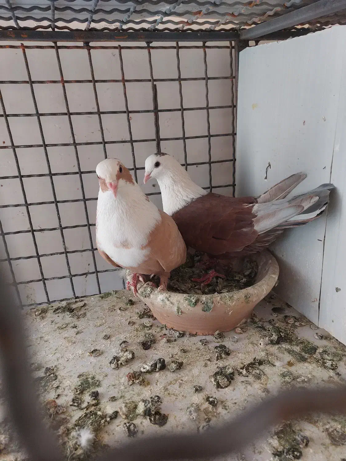 خیابان امام امام خمینی ۲۳|پرنده|تربت‌حیدریه, بالا ولایت|دیوار