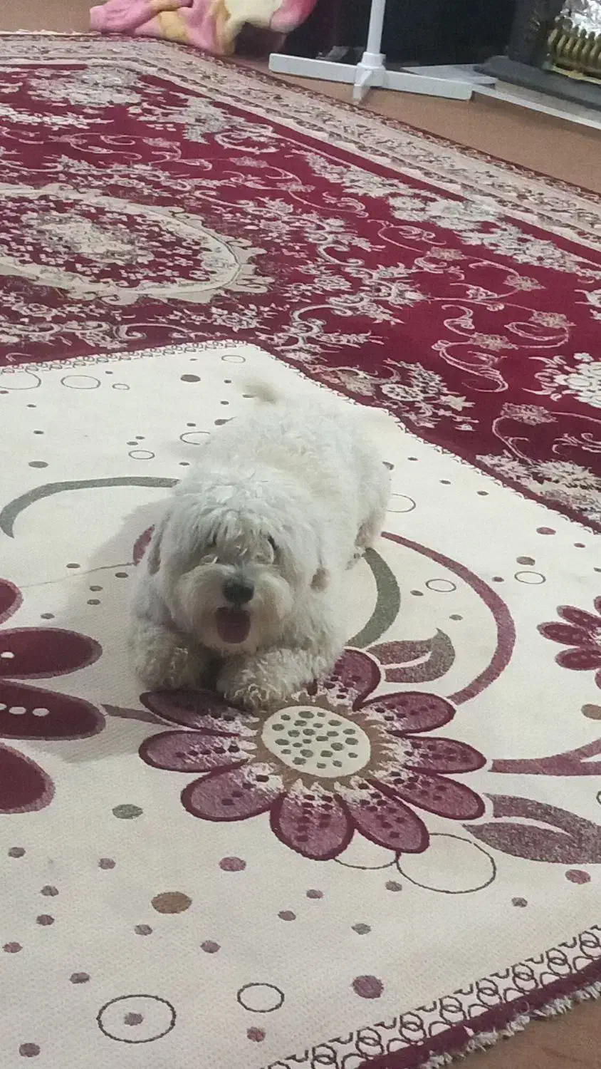 سگ شیتزو|سگ|ایلام, |دیوار