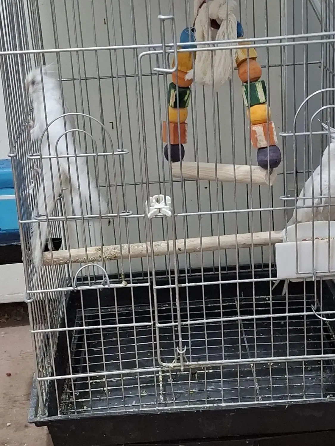 فروش عروس هلندی مولد|پرنده|فردیس, فردیس|دیوار