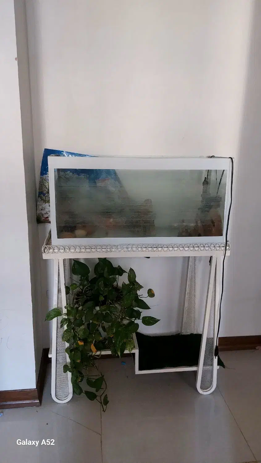 آکواریوم|ماهی|برخوار, |دیوار