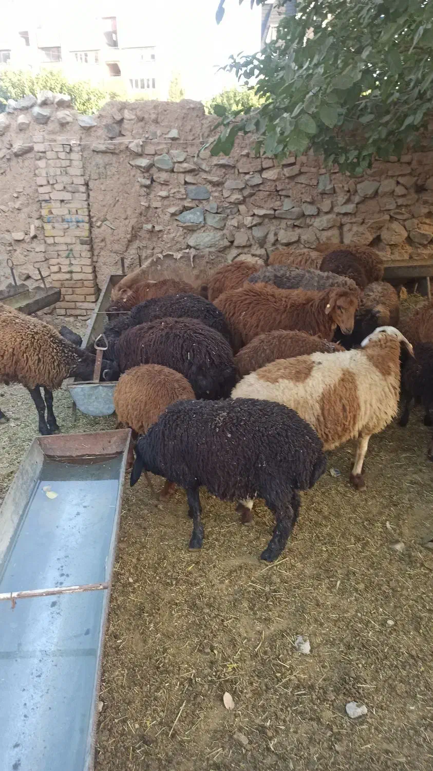 فراورده گوشتی گوسفند بز غاله زنده پروش ییلاقی|حیوانات مزرعه|لواسان, |دیوار