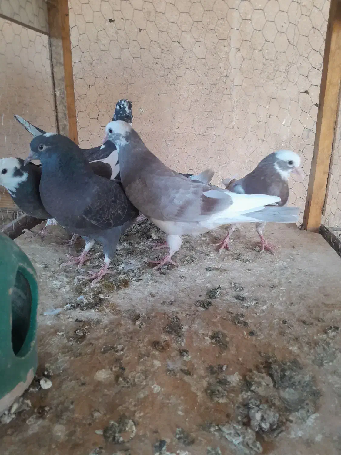 جوجه کبوتر تازه دون خور|پرنده|ابریشم, |دیوار