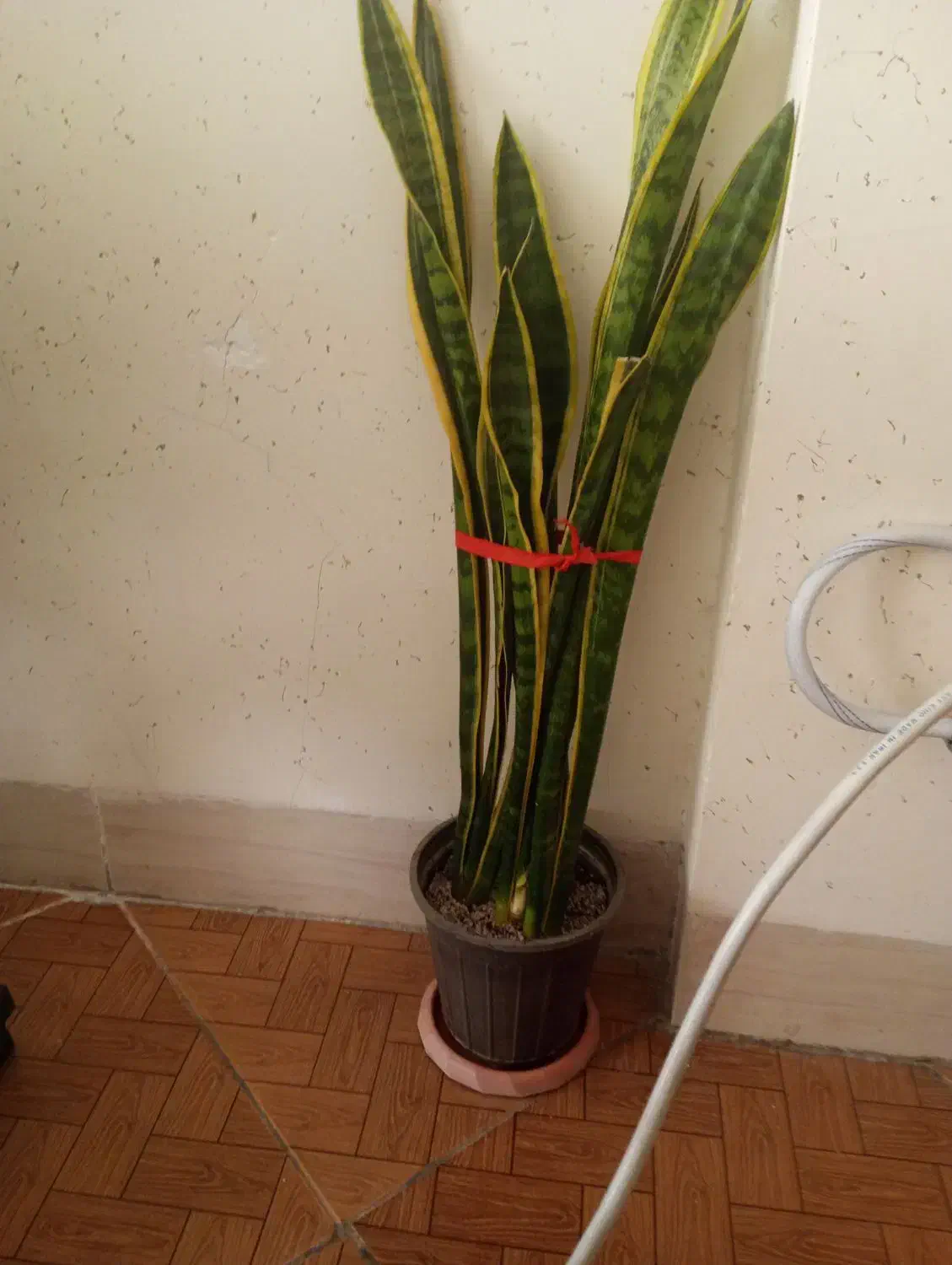 سانسوریا ابلغ|گل و گیاه طبیعی|مشهد, شهرک ابوذر|دیوار