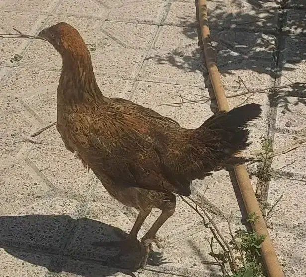 فروش ۳عدد مرغ محلی|حیوانات مزرعه|نقده, |دیوار