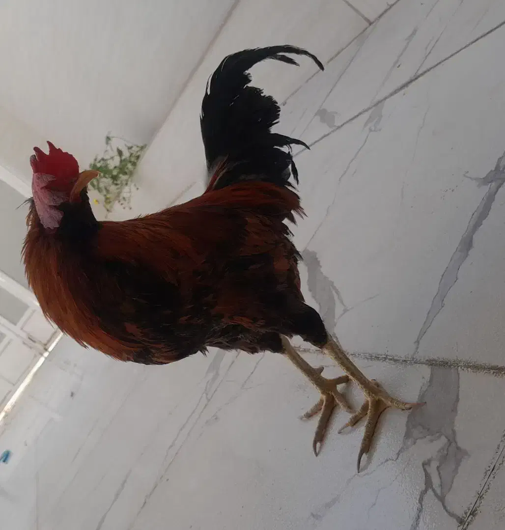 خروس محلی|حیوانات مزرعه|جم, |دیوار