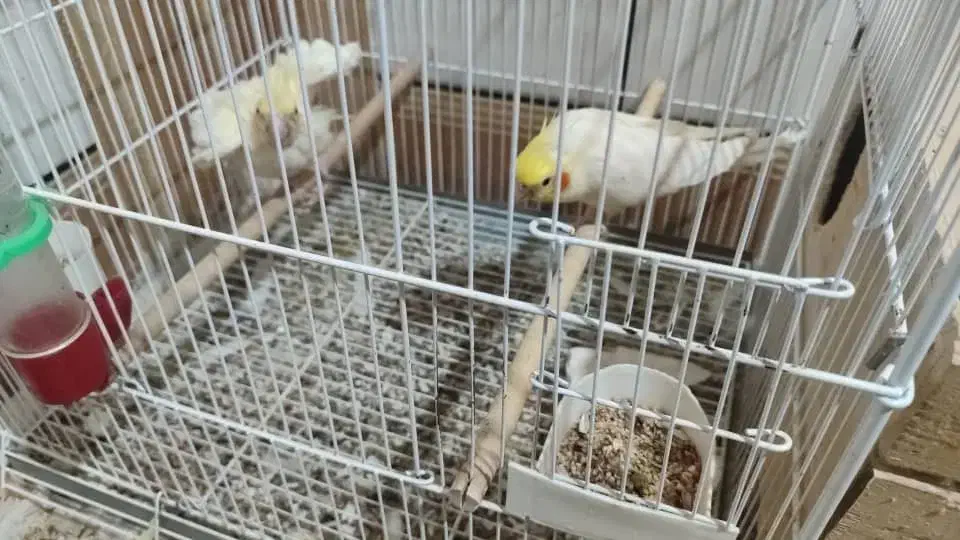 دو جفت عروس هلندی لوتینو|پرنده|هندیجان, |دیوار