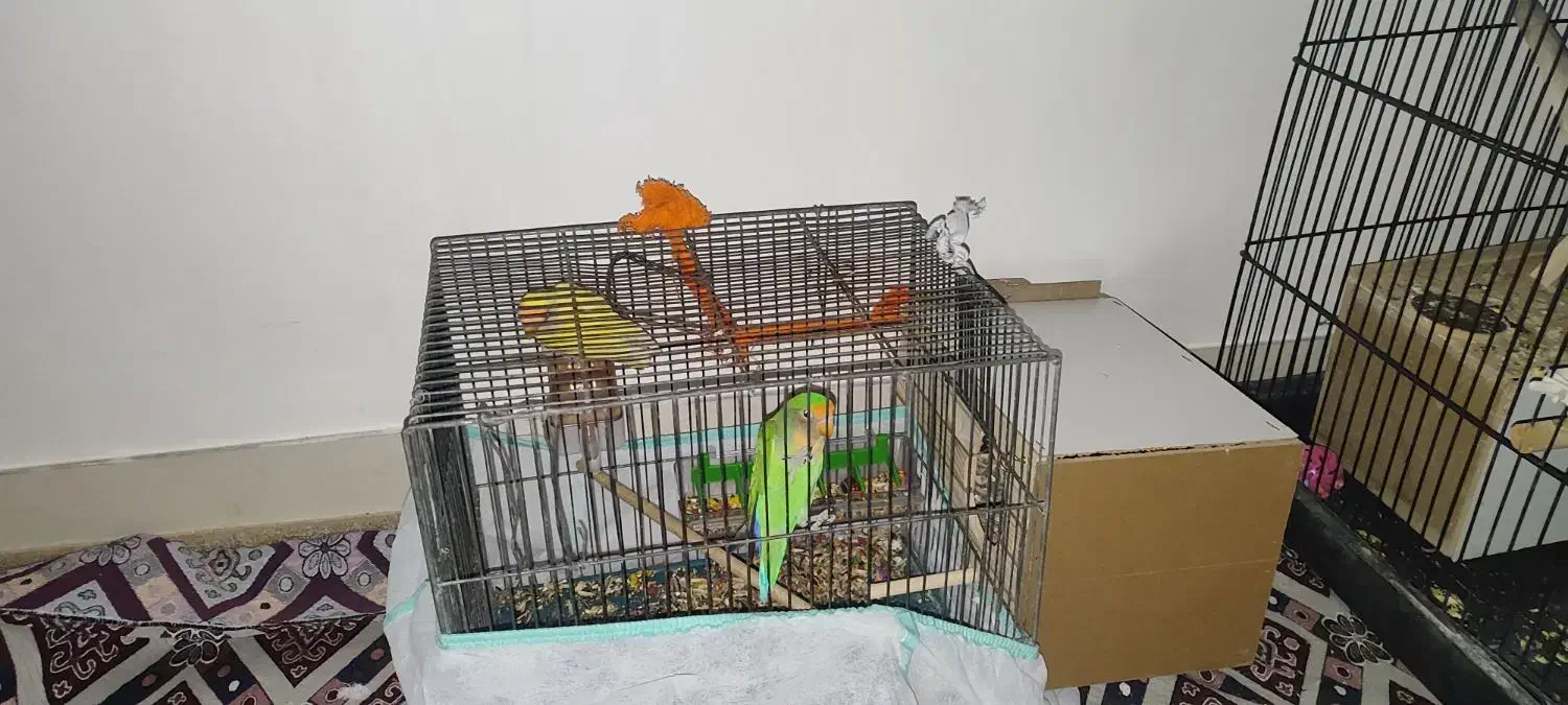 طوطی برزیلی|پرنده|آبدانان, |دیوار