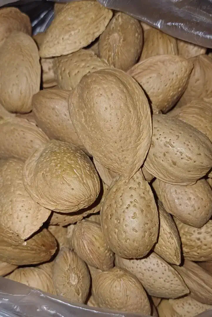 فروش بادام سنگی|خوردنی و آشامیدنی|شیراز, شاهچراغ|دیوار