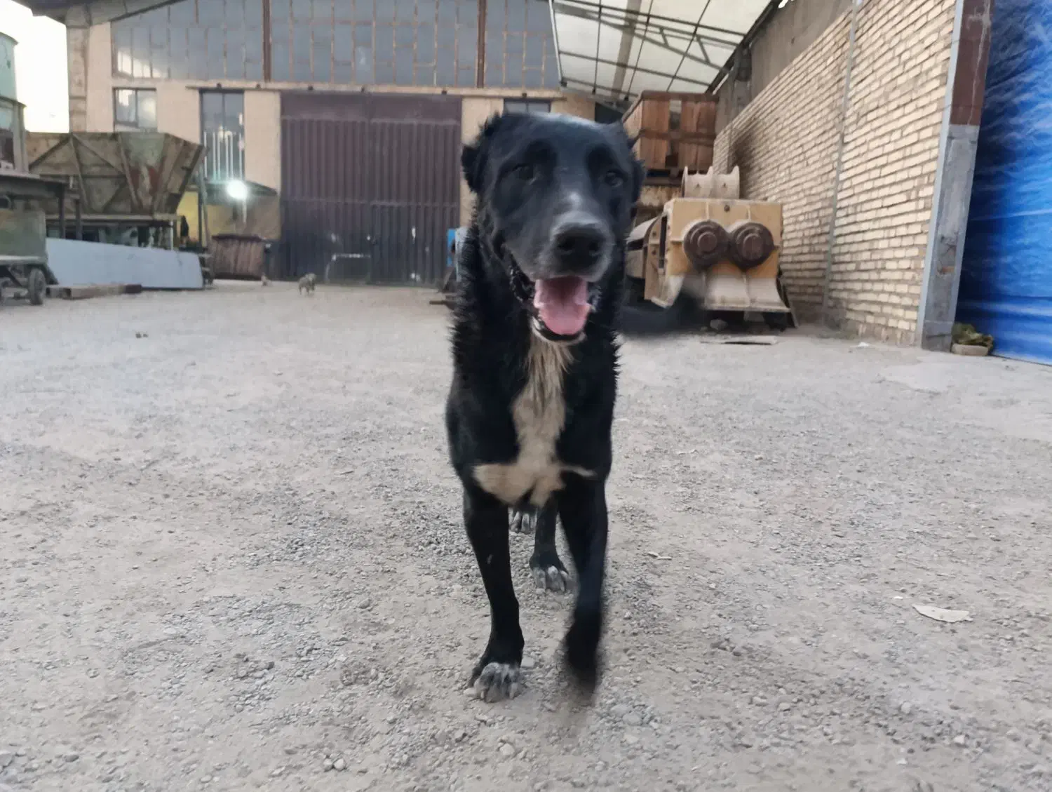 سگ نگهبان نژاد خراسانی با افغان|سگ|پاکدشت, پاکدشت (مامازند)|دیوار