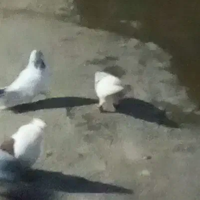 نره جوزی دم شعمی|حیوانات|بروجرد, |دیوار