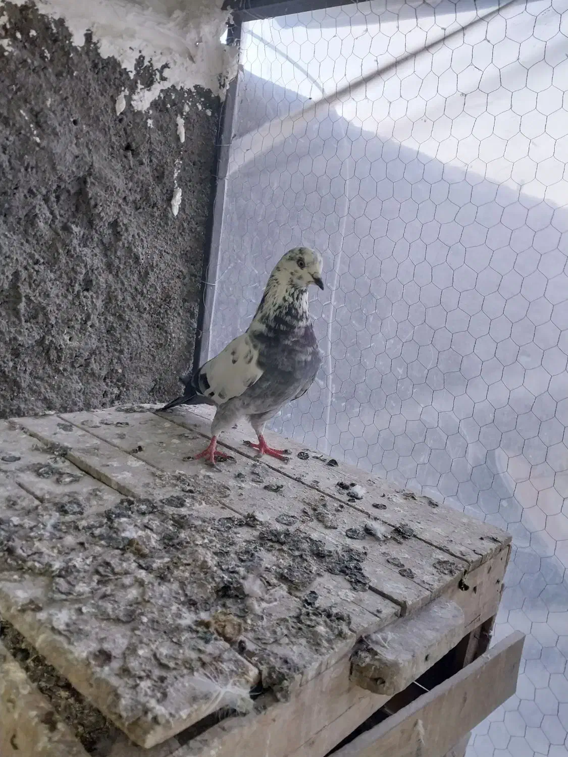 پرندهدرپرنده|پرنده|بروجرد, |دیوار