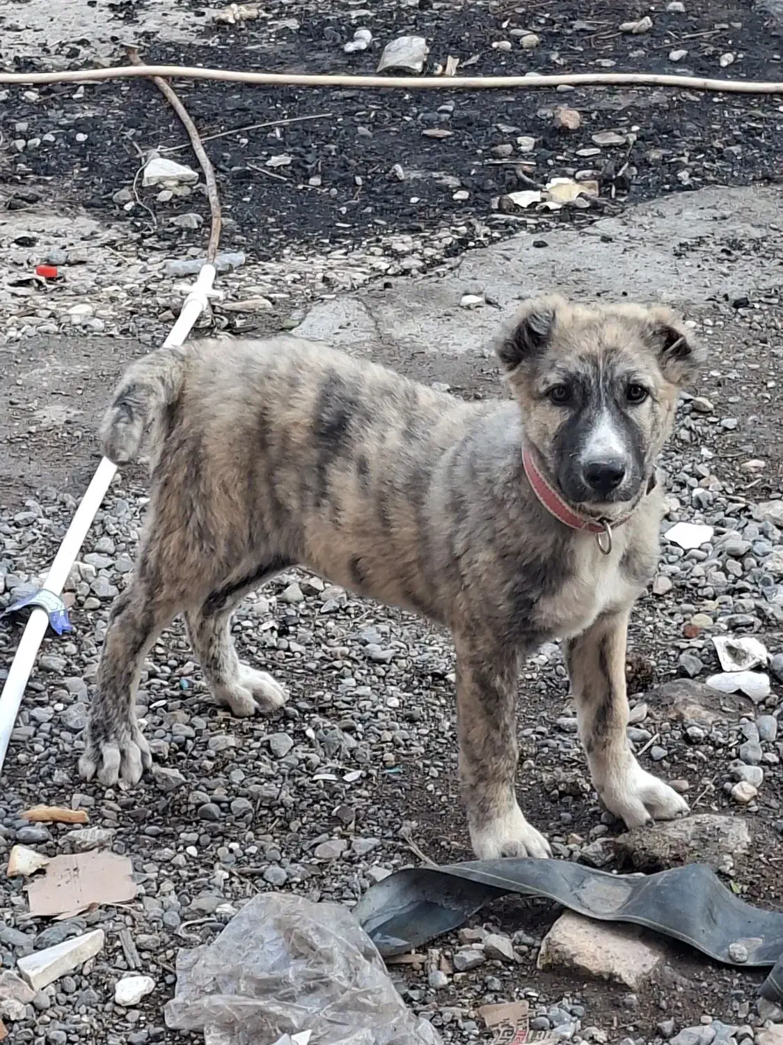 سگ توله ماده|سگ|بندر ترکمن, |دیوار