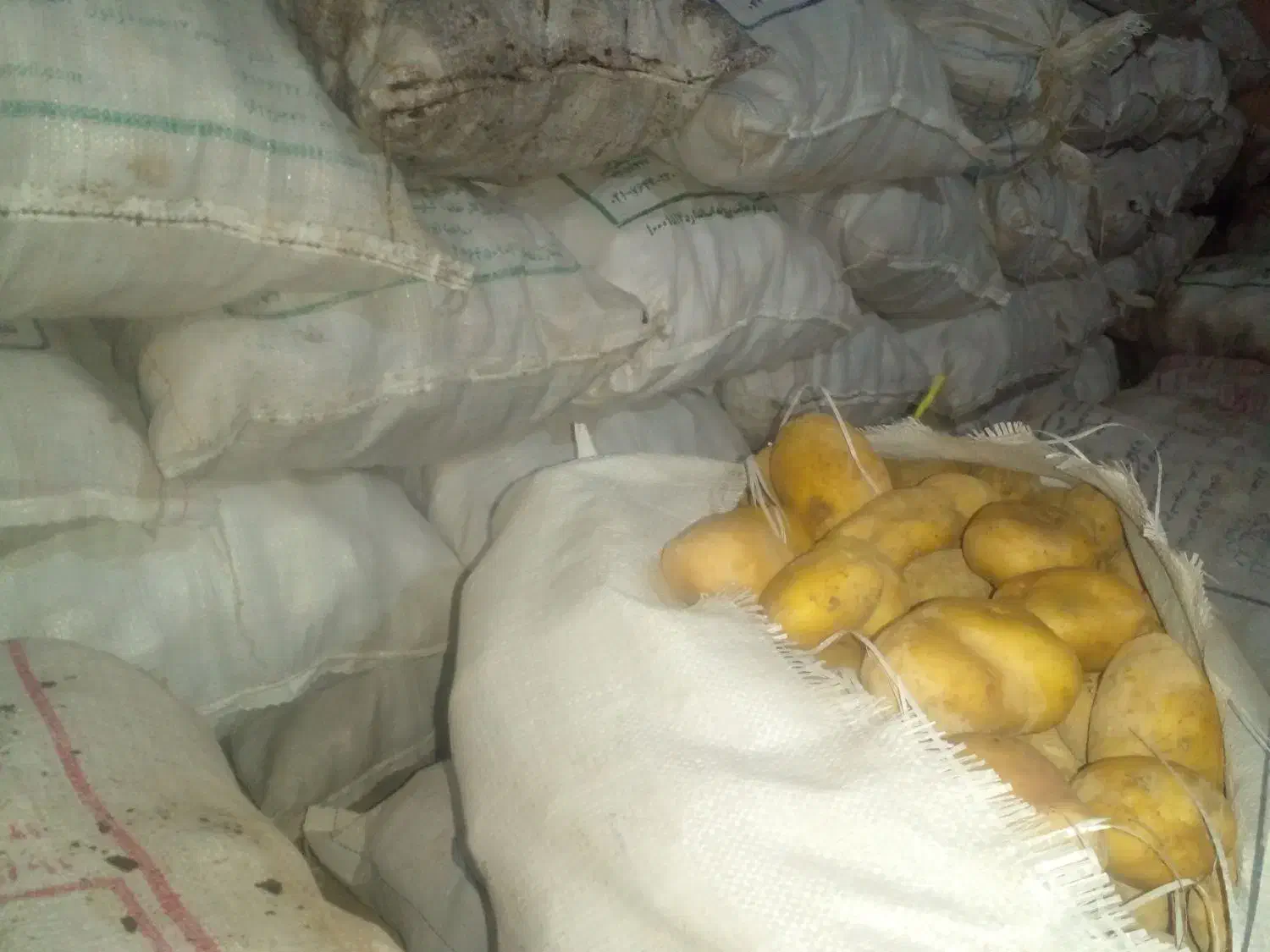 فروش سیب زمینی جیلی|خوردنی و آشامیدنی|نظر کهریزی, |دیوار