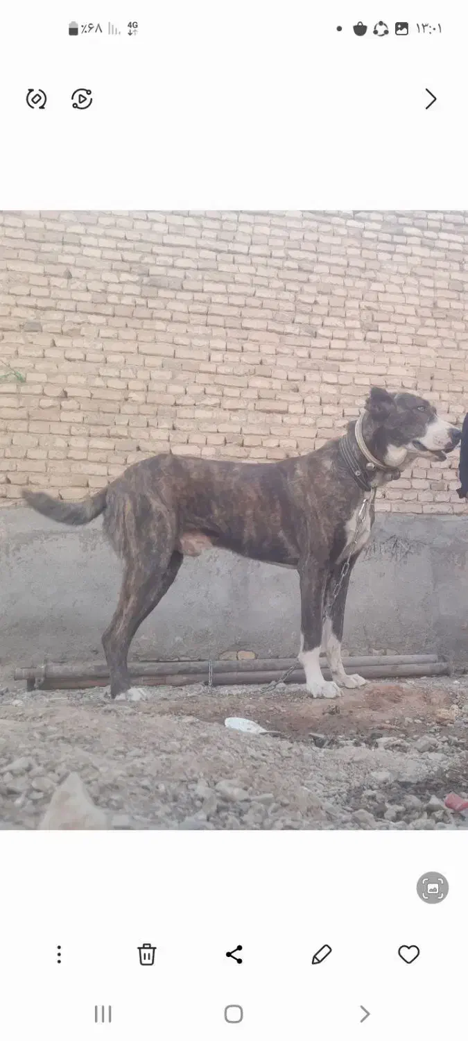 سگ خراسانی|سگ|تربت‌حیدریه, بالا ولایت|دیوار