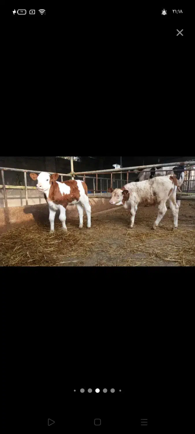 گوساله|حیوانات مزرعه|میانه, |دیوار