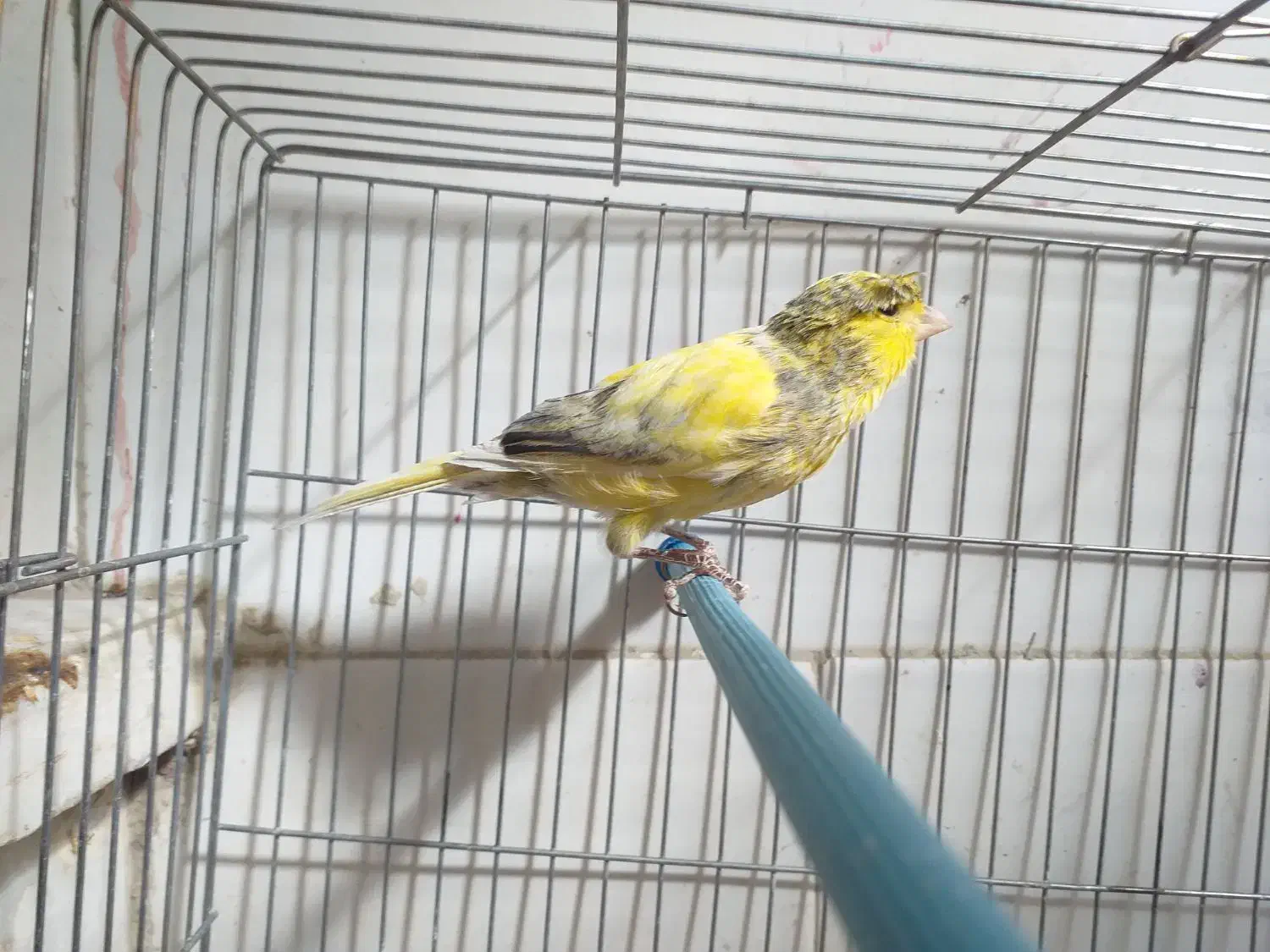 فروش نر ابلغ شلاقی آماده جفتگیری در شهرضا|پرنده|شهرضا, |دیوار