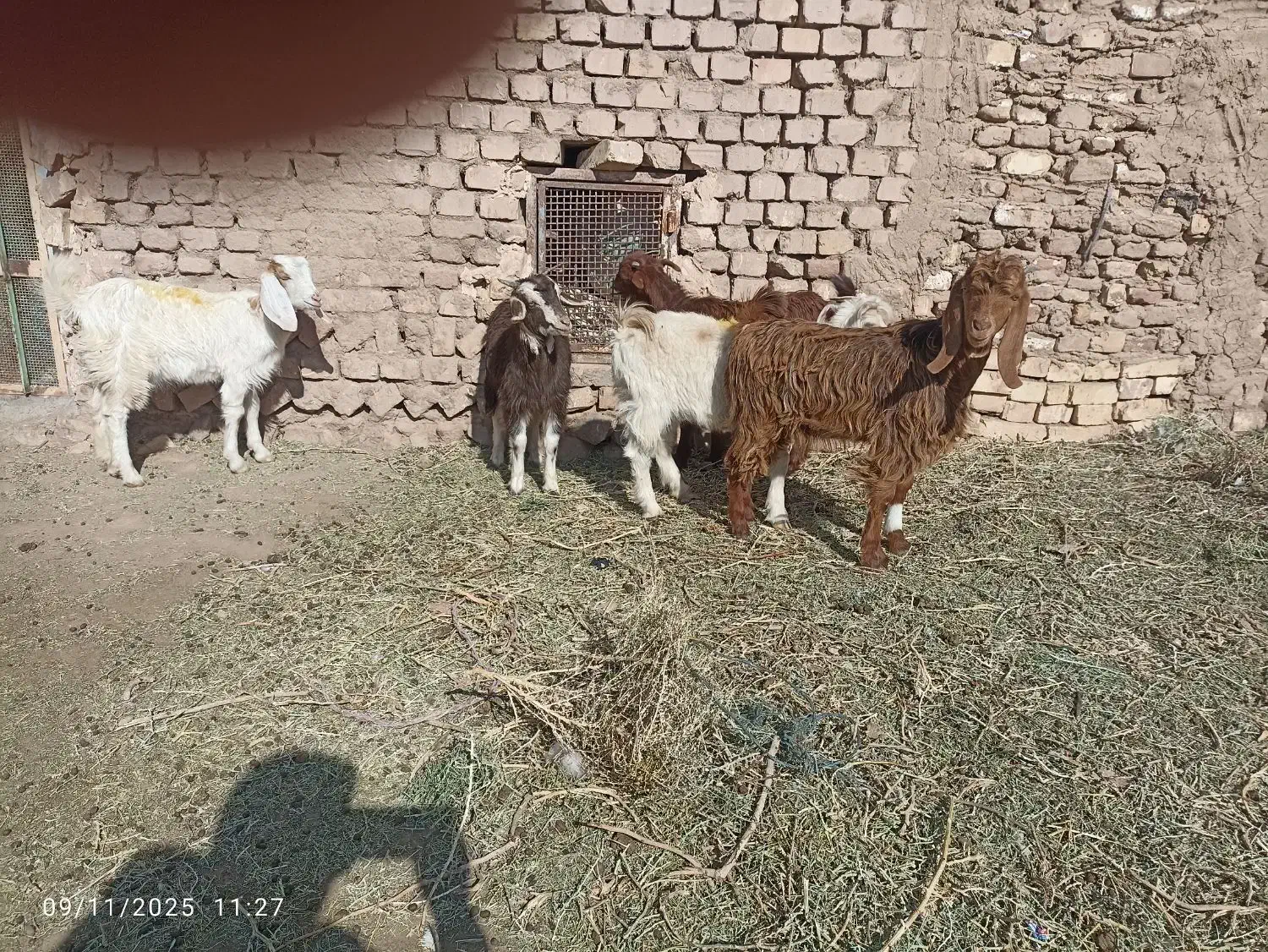 پنج عدد بزغاله یک نر  4ماده|حیوانات مزرعه|عطاملک, |دیوار