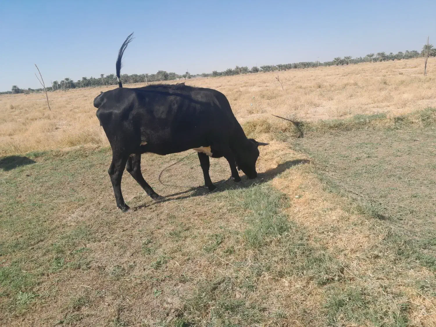 گاوبا گوساله|حیوانات مزرعه|دلگان, |دیوار