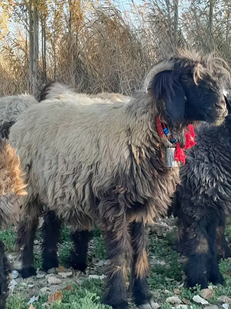 بره میش قوچ|حیوانات مزرعه|فارسان, |دیوار