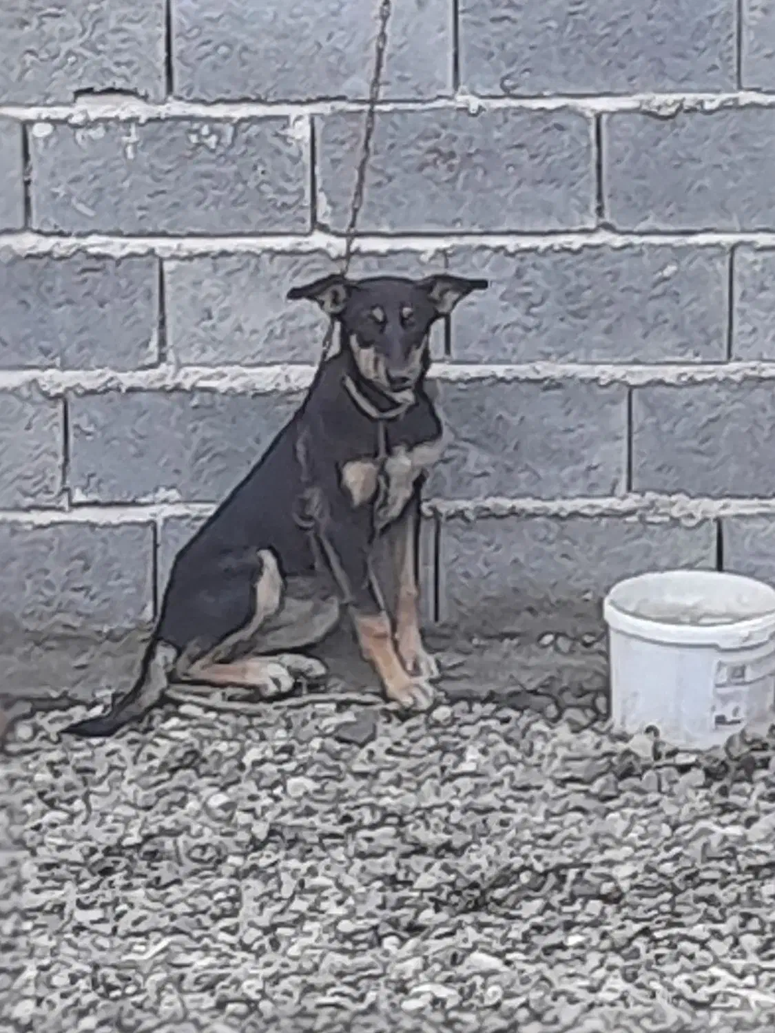 واگذاری سگ ماده دورگ ژرمن دوبرمن|سگ|کوچصفهان, |دیوار