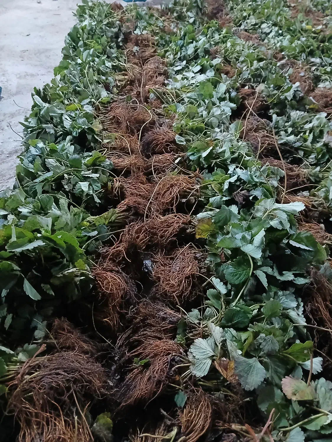 نشا توت فرنگی|خدمات باغبانی و درختکاری|رودسر, |دیوار