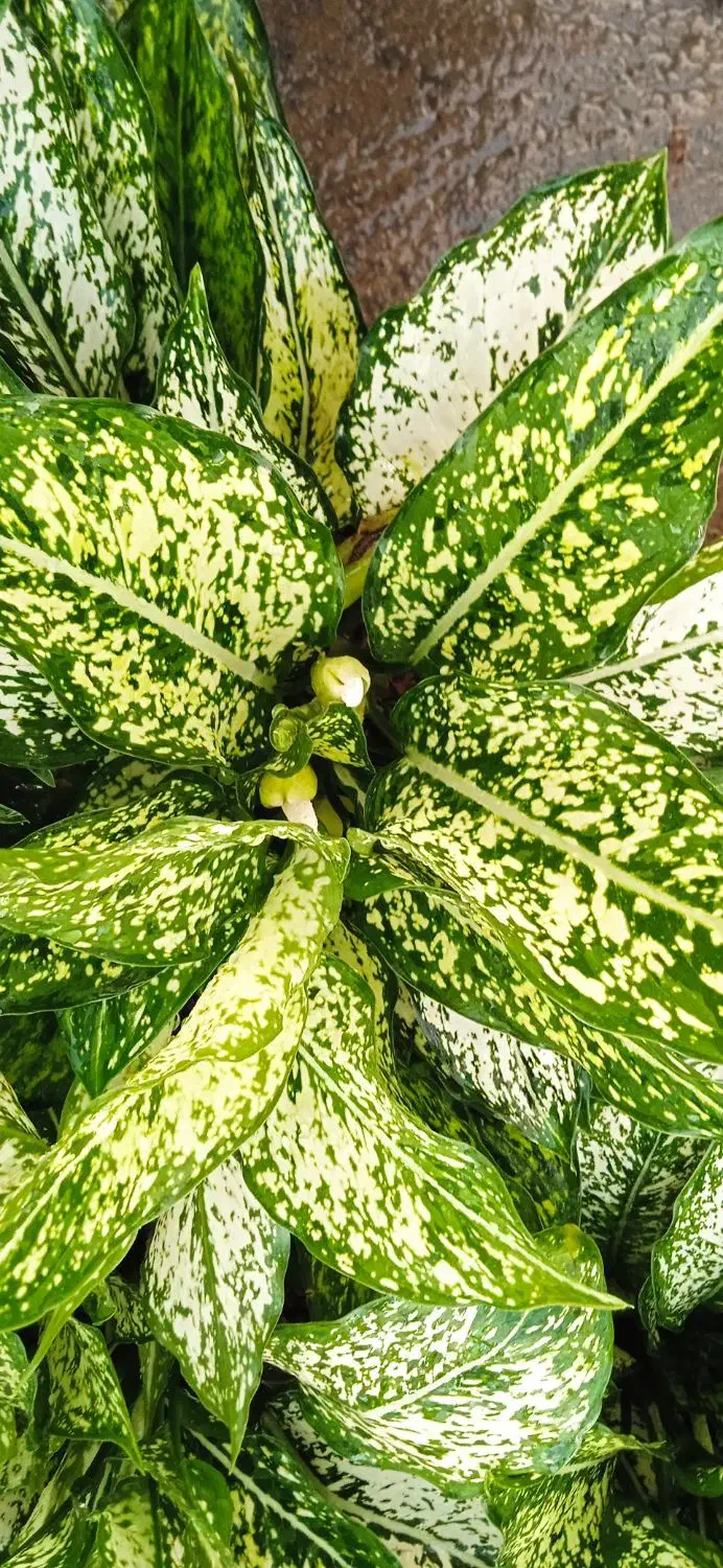 گل بابونه|آرایشی، بهداشتی، درمانی|بروجرد, |دیوار