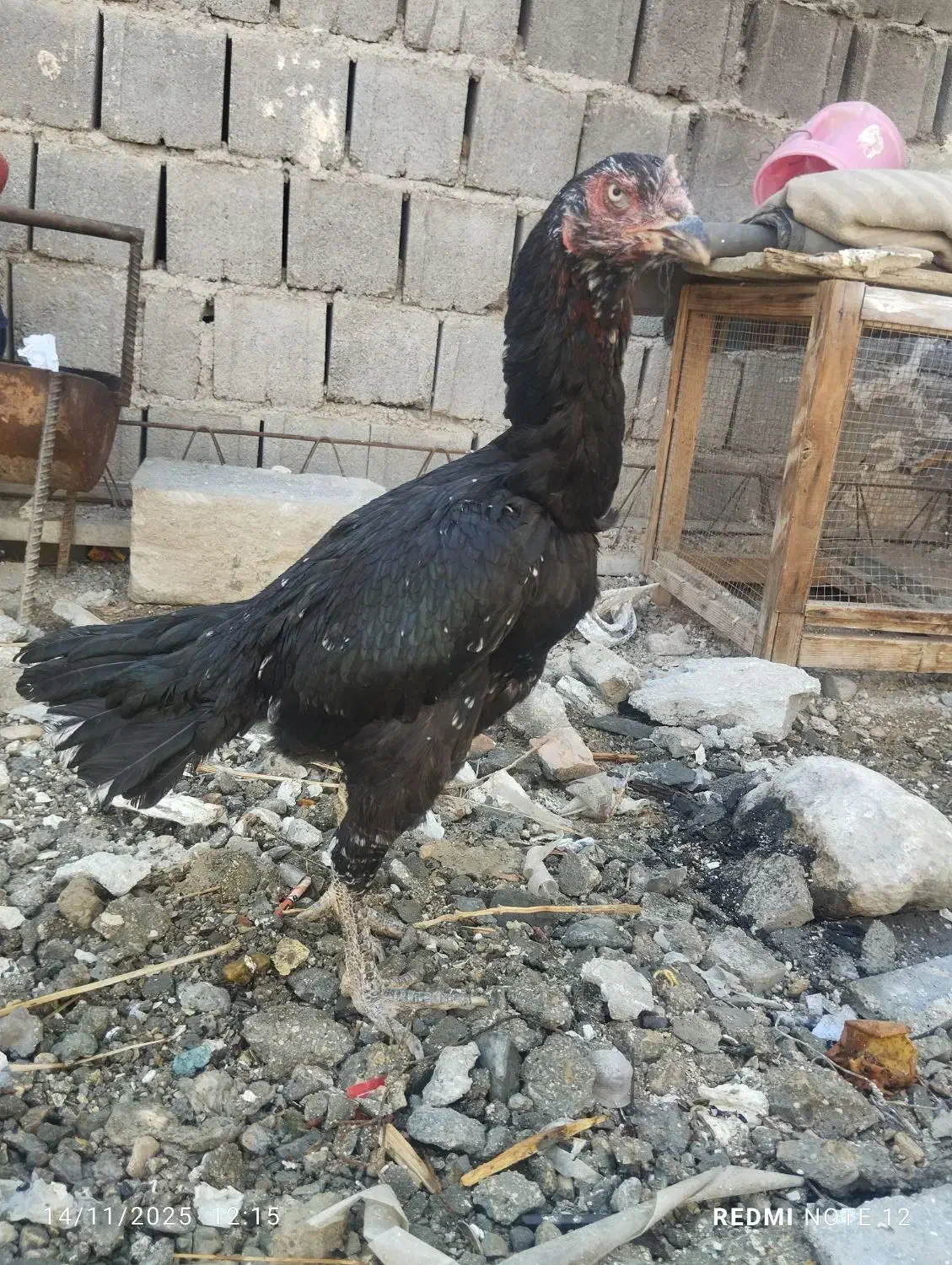 فروش مرغ نجات دار و زات خوب|حیوانات مزرعه|چاه ورز, |دیوار