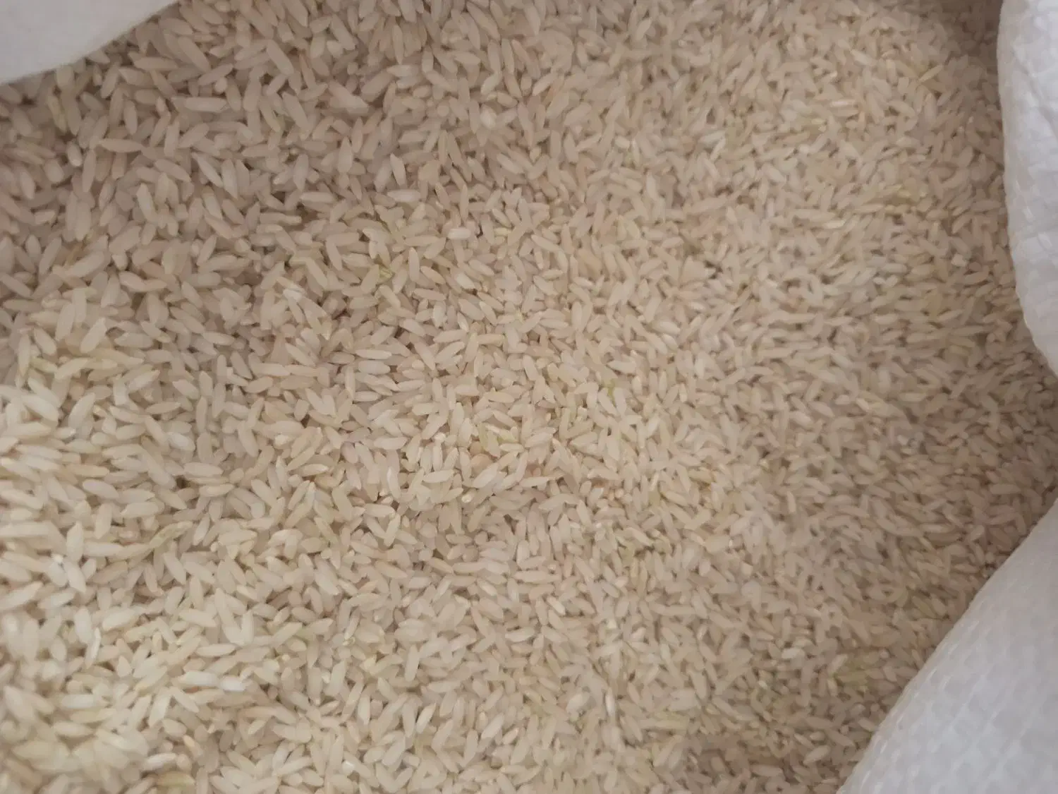 ۲۴من برنج چمپا به فروش میرسد|خوردنی و آشامیدنی|رودشت (چهارمحال و بختیاری), |دیوار