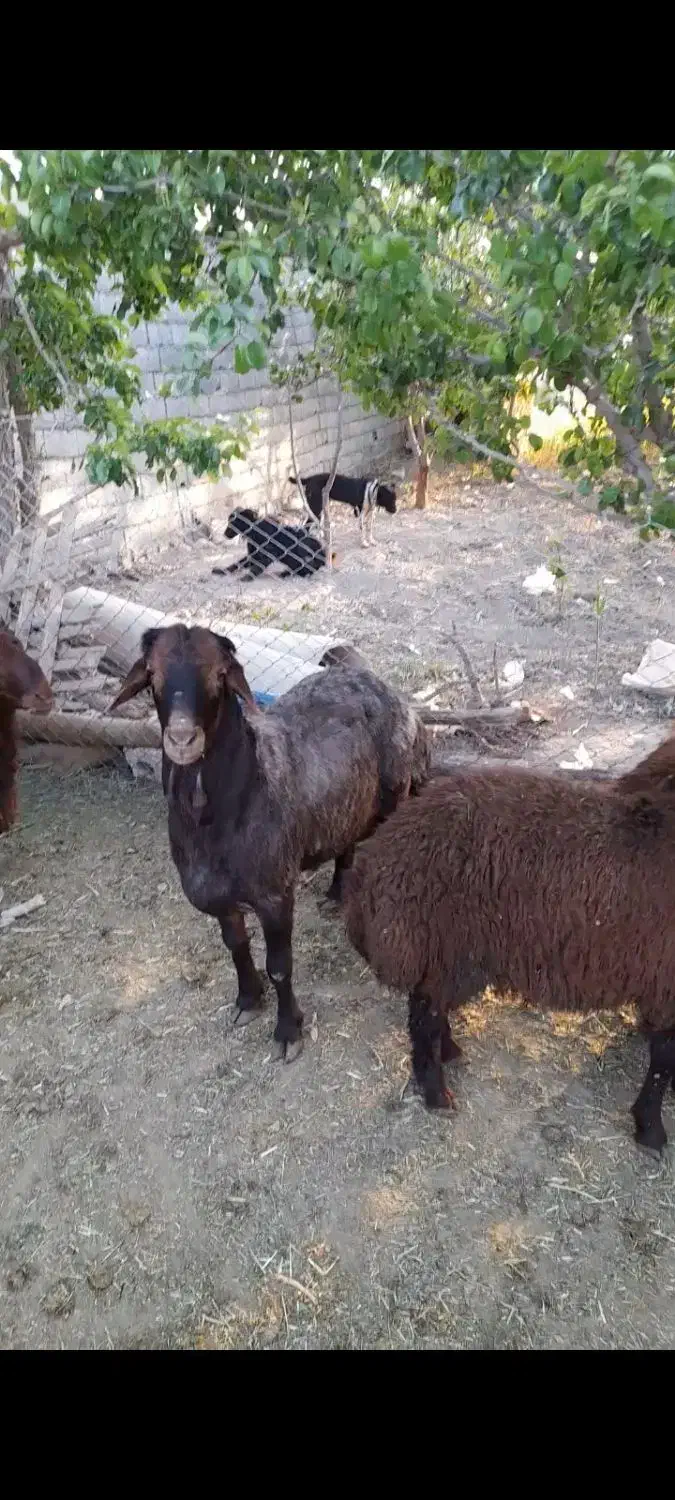 قوچ همو|حیوانات مزرعه|فلاورجان, |دیوار