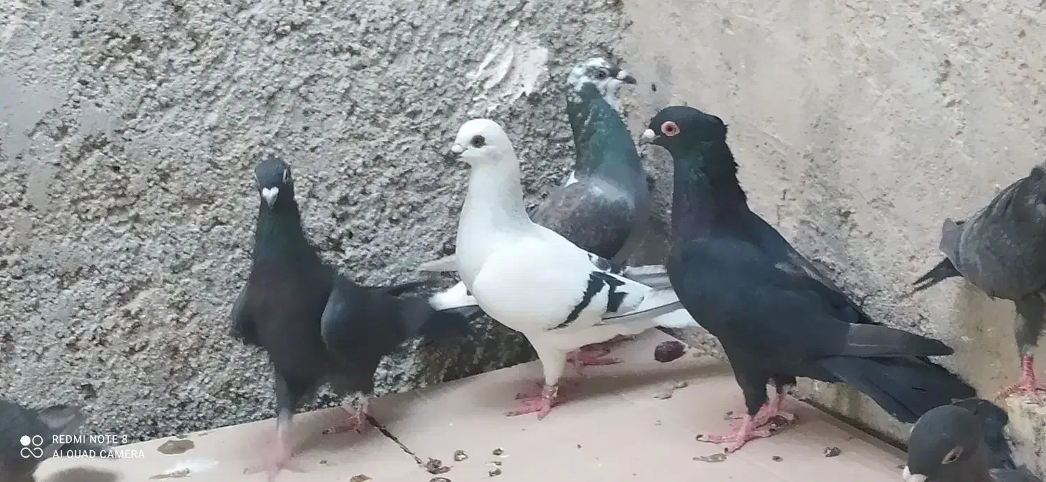 کبوتر فروشی فقط باهم|پرنده|خورموج, |دیوار