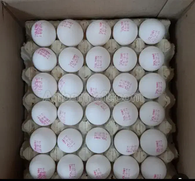 پخش تخم مرغ|خوردنی و آشامیدنی|اسلام‌شهر, باغ فیض|دیوار