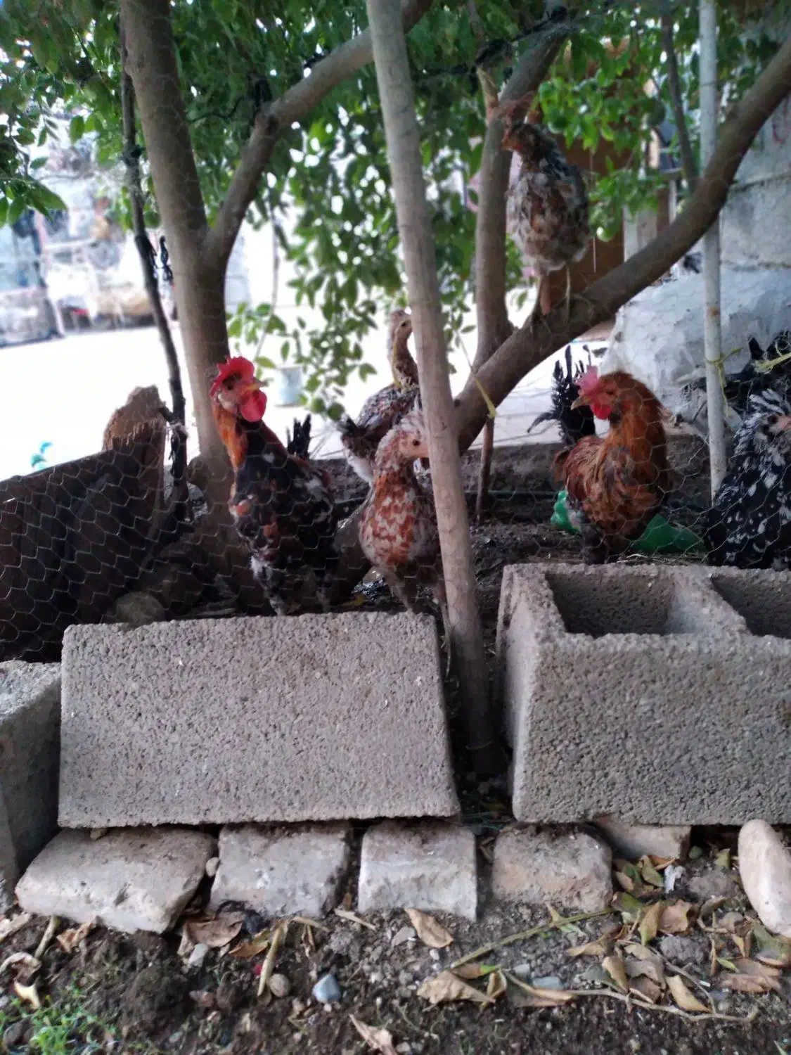 جوجه خروس و مرغ محلی اصل باشت|حیوانات مزرعه|باشت, |دیوار