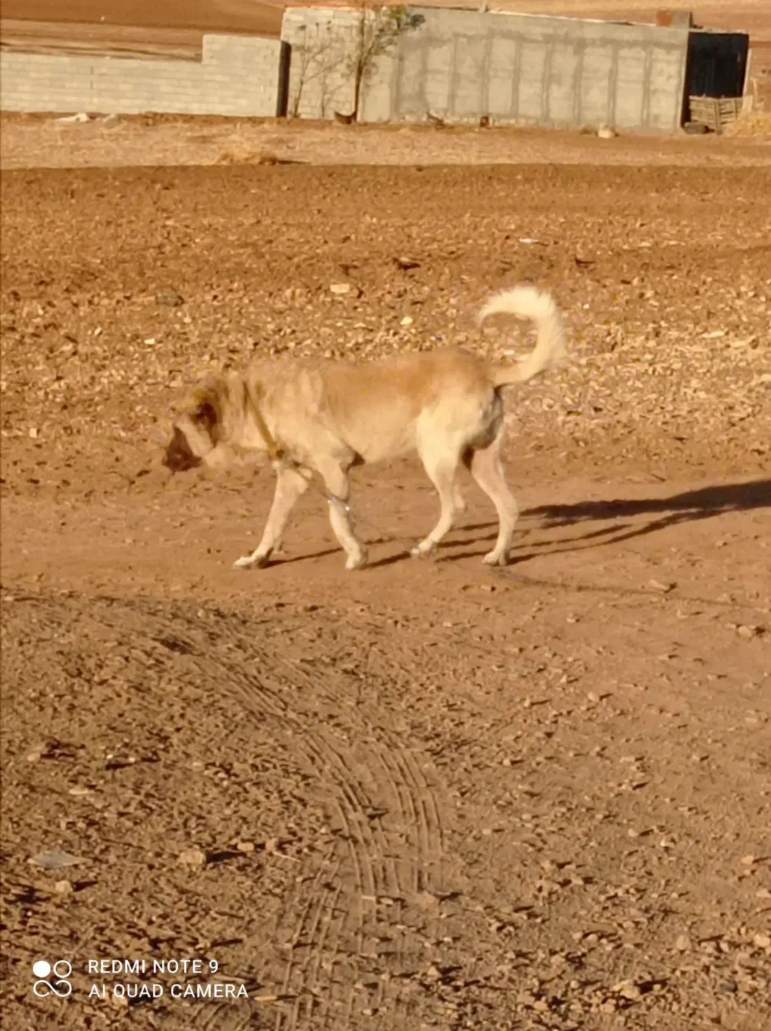 سگ سرابی|سگ|کرمانشاه, |دیوار