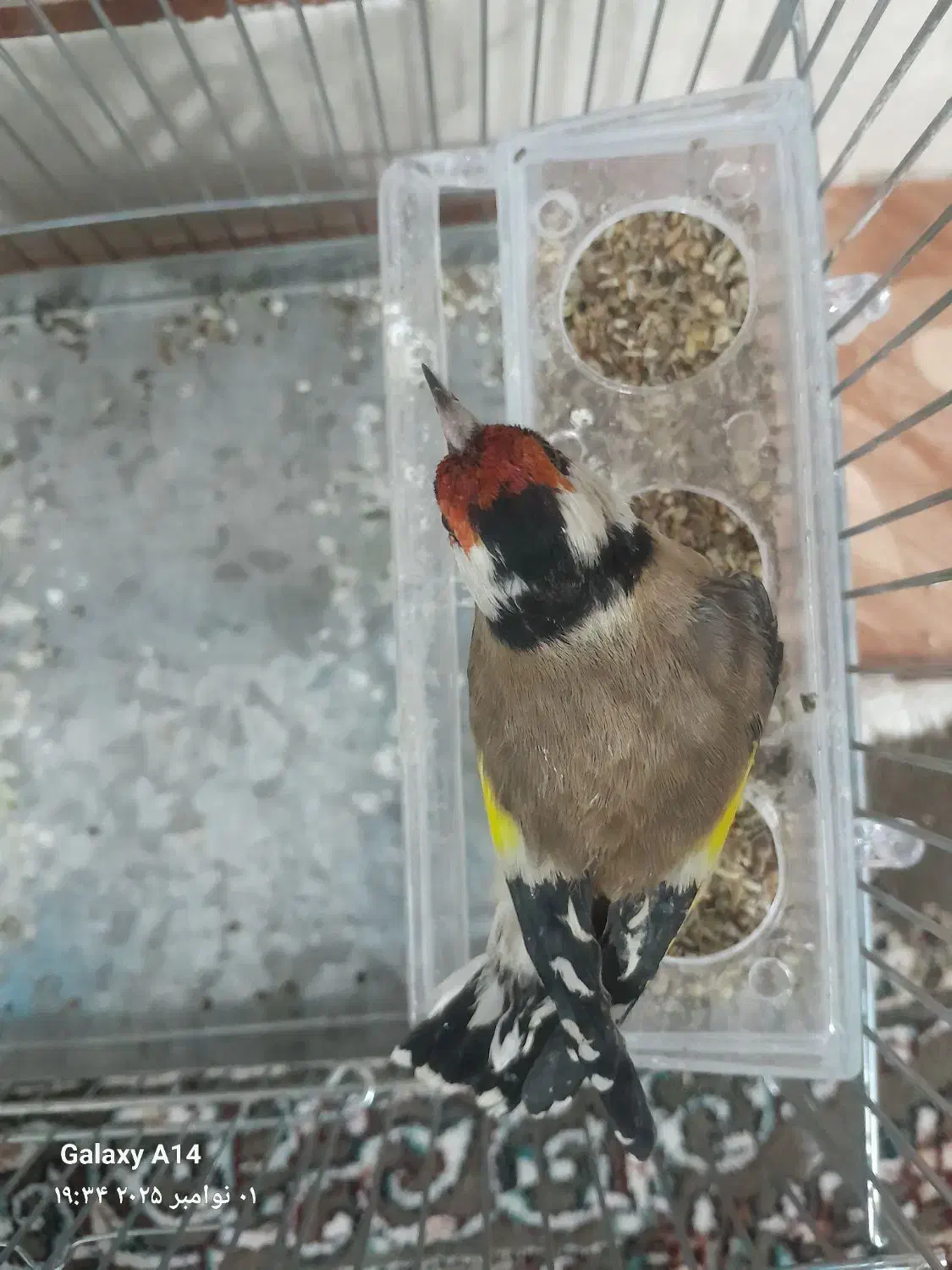 یک عدد سهره بسیار زیبا خوشکل قواره دار|پرنده|ملارد, |دیوار