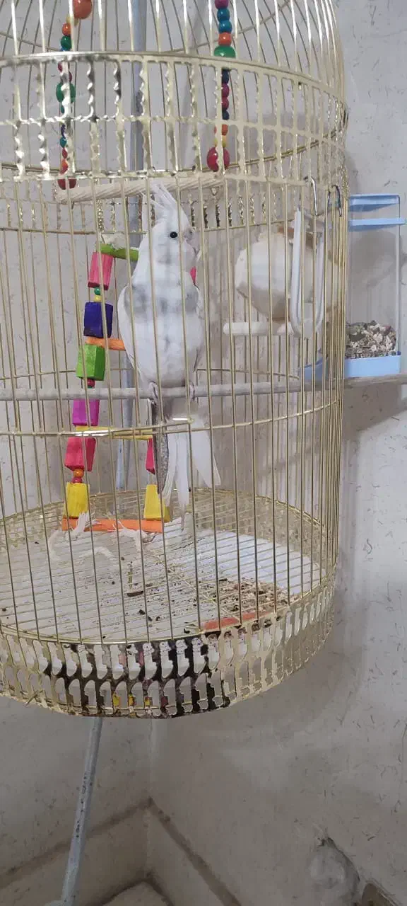 عروس هلندی آلبینو نر|پرنده|رباط‌کریم, رباط‌کریم|دیوار