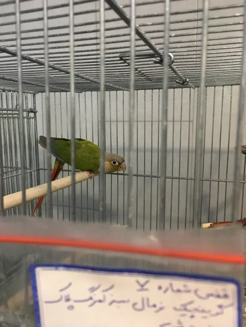 طوطی گرینچیک|پرنده|لنجان, |دیوار