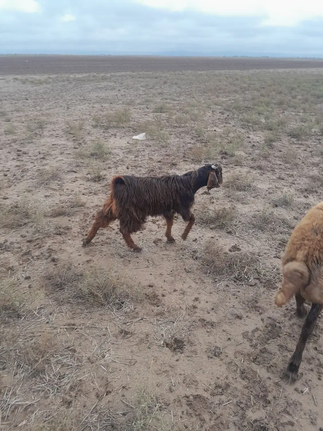 فروش یک عدد بزغاله نر|حیوانات مزرعه|آق قلا, |دیوار