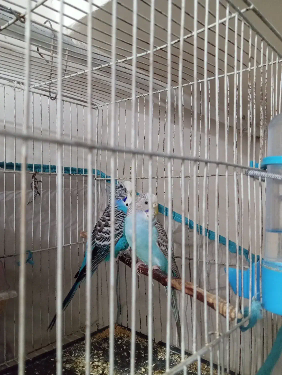 مرغ عشق|پرنده|تاکستان, |دیوار